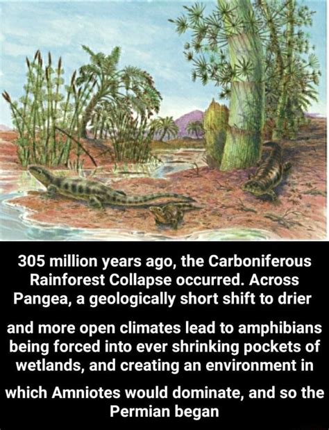 carboniferous rainforest collapse cause